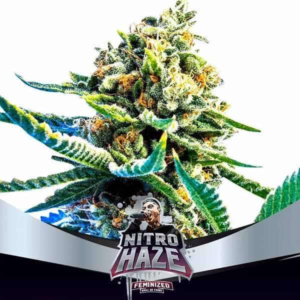 Nitro Haze Samen > BSF Seeds | Feminisierte Hanfsamen  |  Sativa